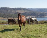 lake Lyell - Horses
